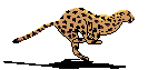 leopardo